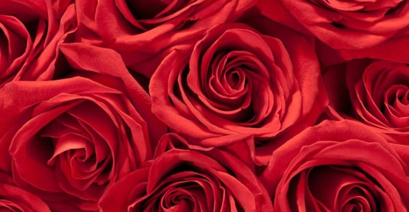 Valentine Packages Hotel | The Inn At Fox Hollow Valentine Packages Hotel | The Inn At Fox Hollow